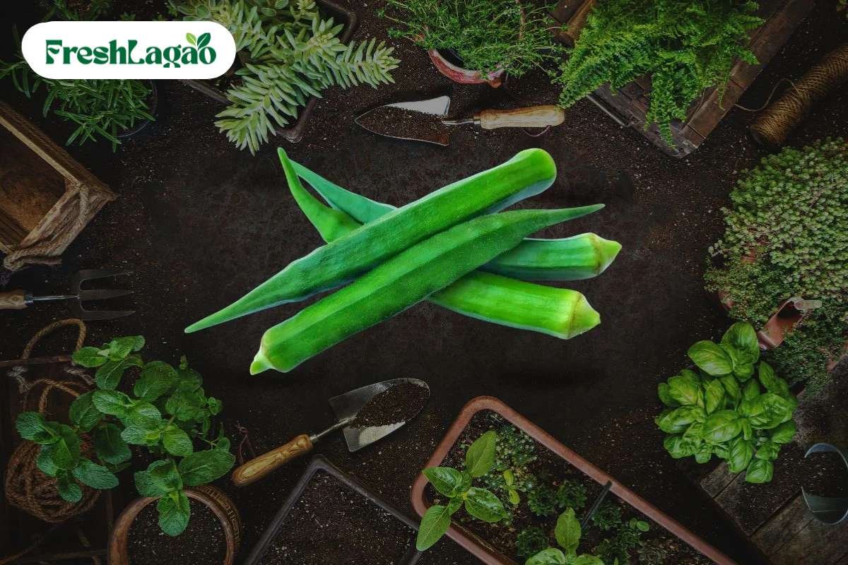 You are currently viewing How to Grow Okra (Lady Finger) at Home for a Bountiful Harvest