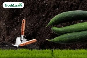 Read more about the article How to Grow Ridge Gourd at Home: A Gardener’s Guide