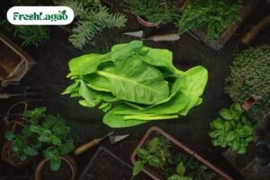 Read more about the article How to Grow Spinach (Palak) at Home for a Nutritious Harvest