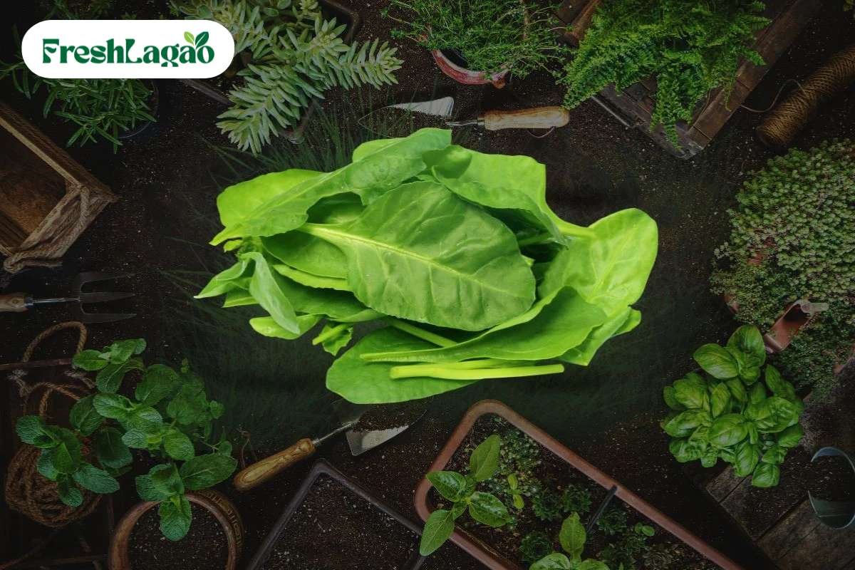 You are currently viewing How to Grow Spinach (Palak) at Home for a Nutritious Harvest