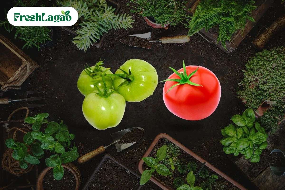 You are currently viewing 5 How to Grow Tomatoes at Home: The Ultimate Guide