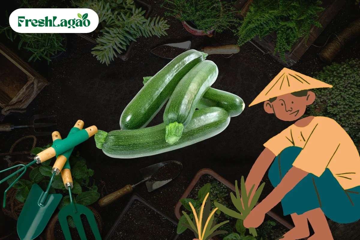 You are currently viewing 6 How to Grow Zucchini at Home for a Healthy Harvest