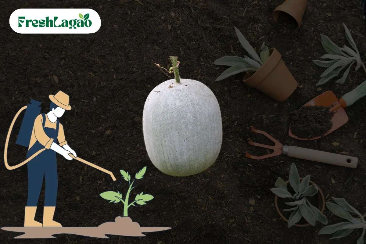 You are currently viewing 5 Challenges of Growing Ash Gourd at Home and How to Overcome Them