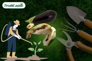 Read more about the article 5 Challenges of Growing Brinjal (Eggplant) at Home and Solutions