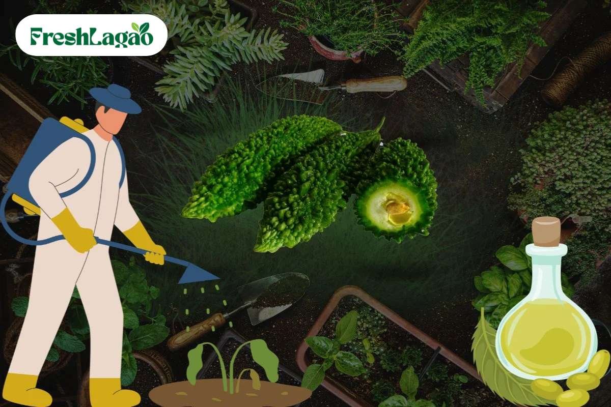 You are currently viewing 5 Challenges of Growing Bitter Gourd at Home and How to Overcome Them