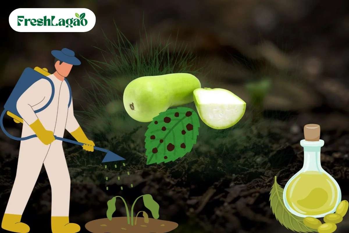 You are currently viewing 6 Challenges of Growing Bottle Gourd at Home and Solutions