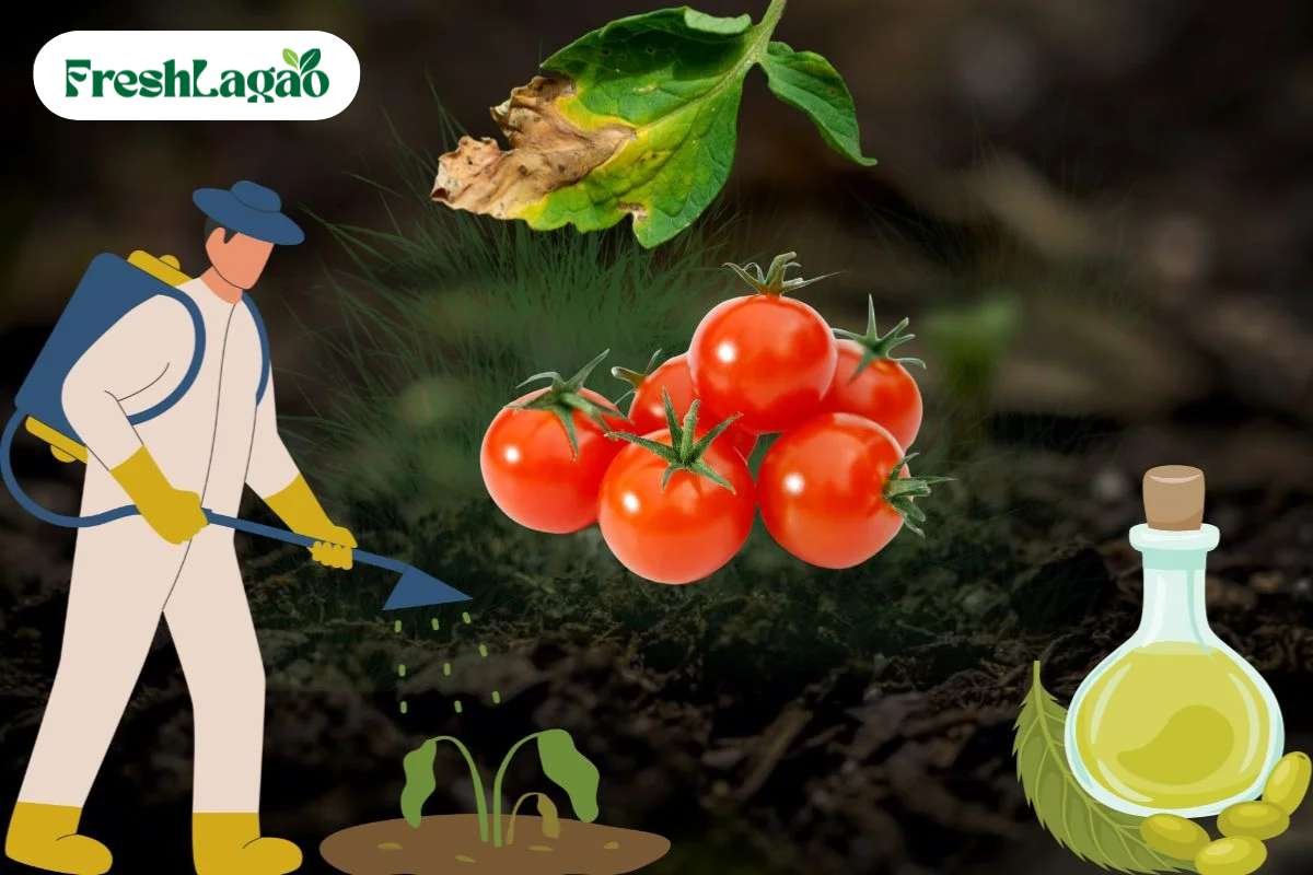 You are currently viewing 6 Challenges of Growing Cherry Tomatoes at Home and How to Overcome Them