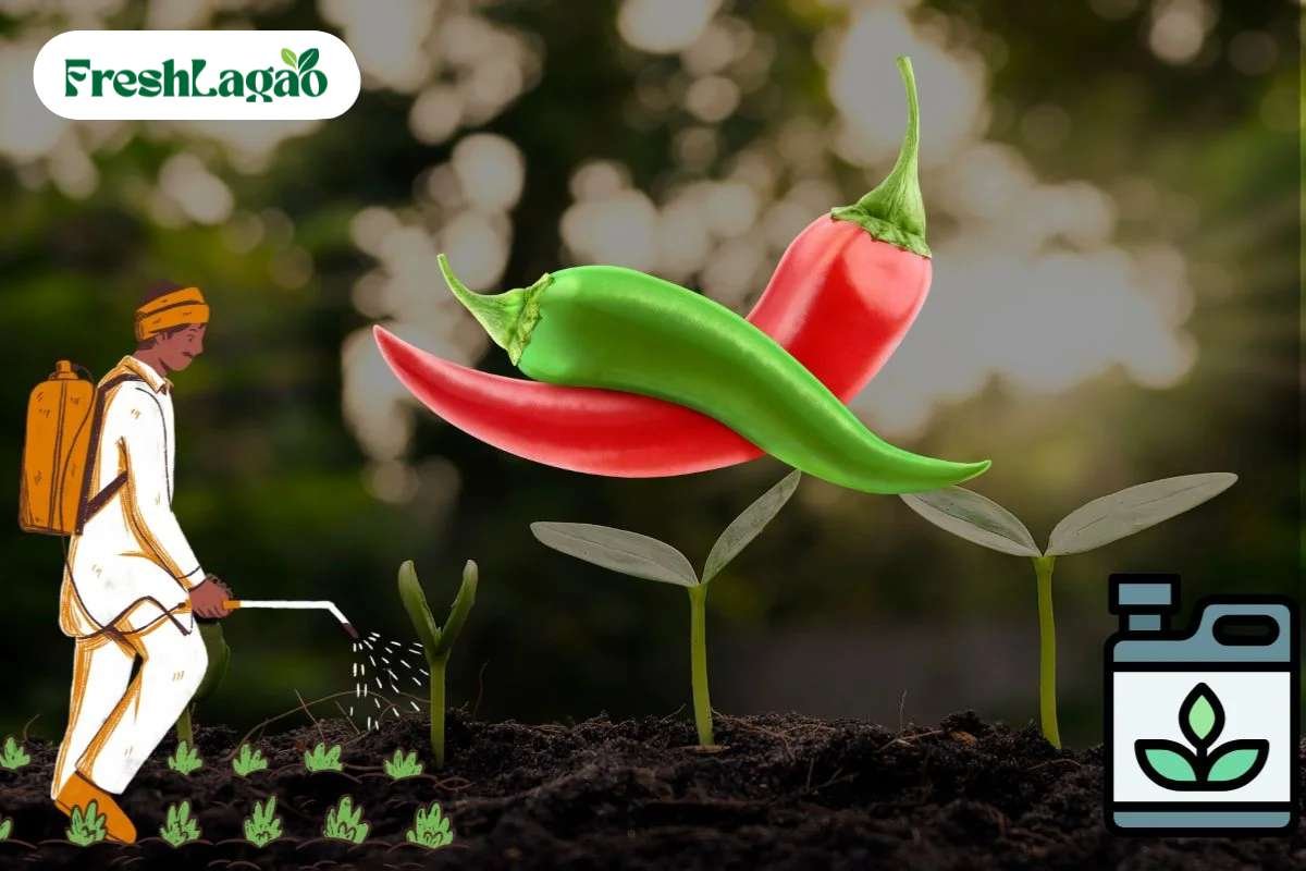 You are currently viewing 5 Challenges of Growing Chilli Peppers at Home and Solutions