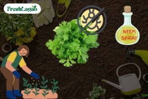 Read more about the article Challenges of Growing Coriander (Dhaniya) at Home and How to Overcome Them