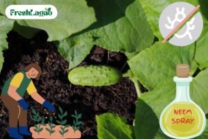 Read more about the article 7 Challenges of Growing Cucumbers at Home and Solutions