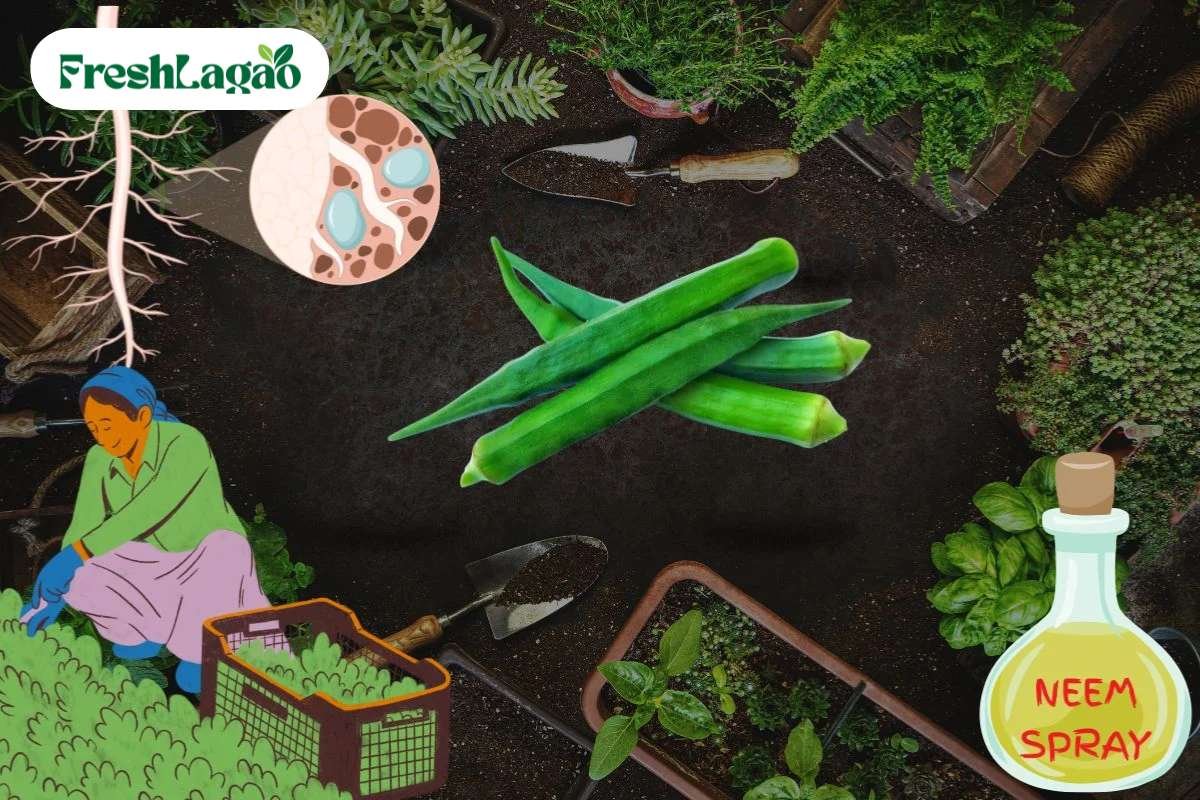 You are currently viewing Challenges of Growing Okra (Lady Finger) at Home and How to Overcome Them