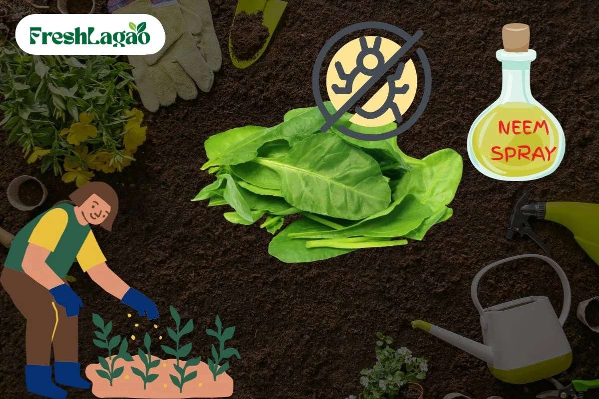 You are currently viewing 5 Challenges of Growing Spinach (Palak) at Home and Solutions