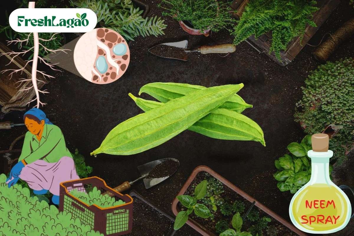 You are currently viewing 5 Challenges of Growing Ridge Gourd at Home and How to Overcome Them