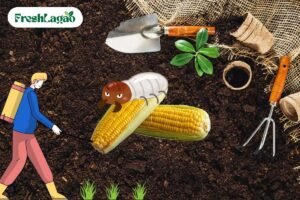 Read more about the article 5 Challenges of Growing Sweet Corn at Home and How to Overcome Them