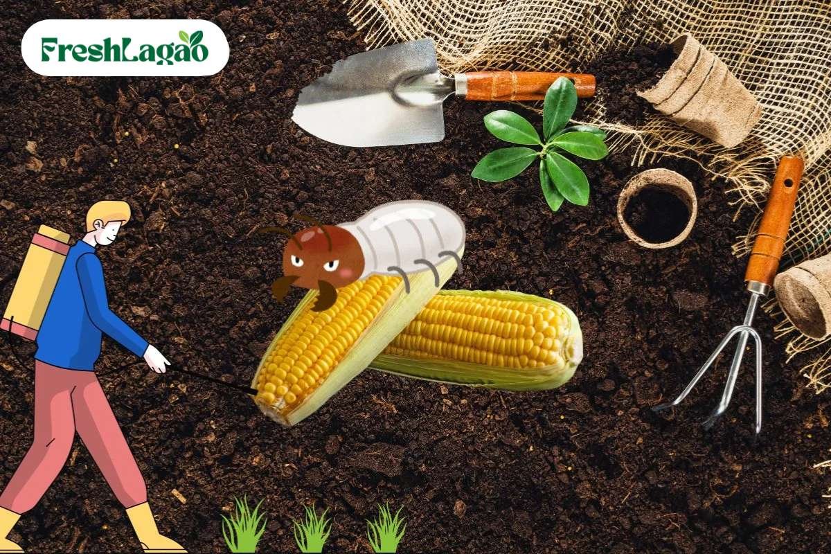 You are currently viewing 5 Challenges of Growing Sweet Corn at Home and How to Overcome Them