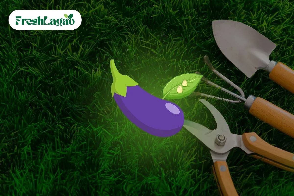 You are currently viewing How to Grow Brinjal (Eggplant) at Home: A Complete Guide