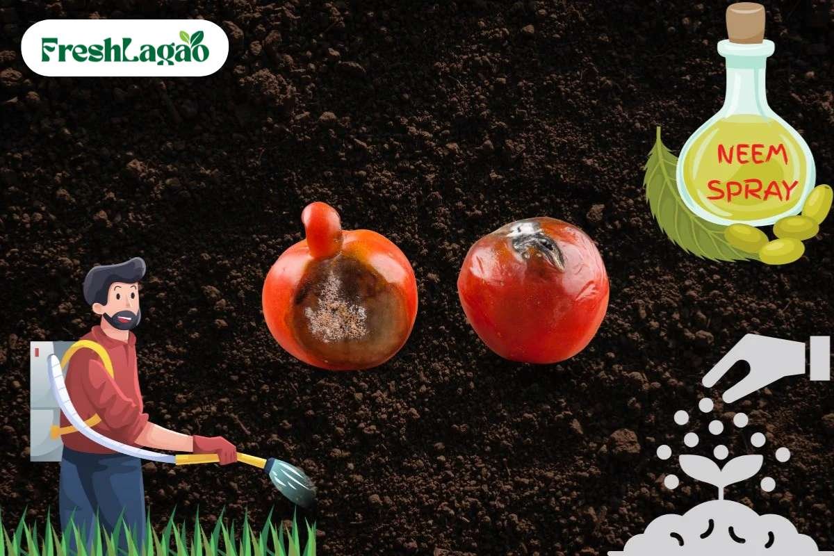 You are currently viewing 5 Challenges of Growing Tomatoes at Home and Solutions