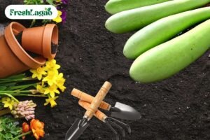 Read more about the article How to Grow Bottle Gourd at Home for a Thriving Terrace Garden