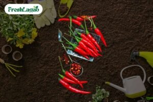 Read more about the article How to Grow Chilli Peppers at Home for a Spicy Harvest