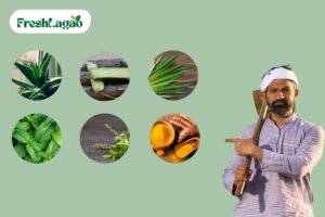 Read more about the article Top 10 Medicinal Plants to Grow in Your Indian Home Garden