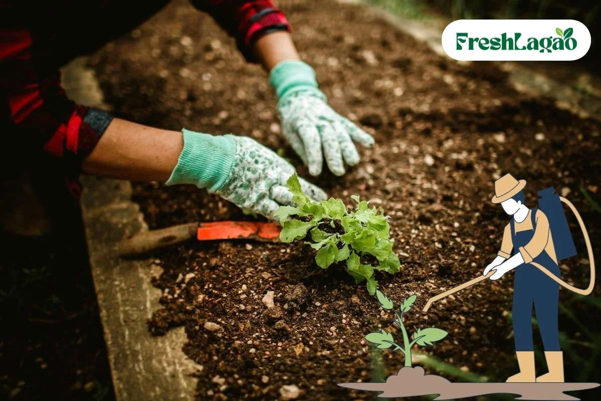 You are currently viewing Organic Farming Practices for Urban Indian Gardens