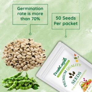 Cowpea Beans (Barbati/ लोबिया/बरबटी के बीज)