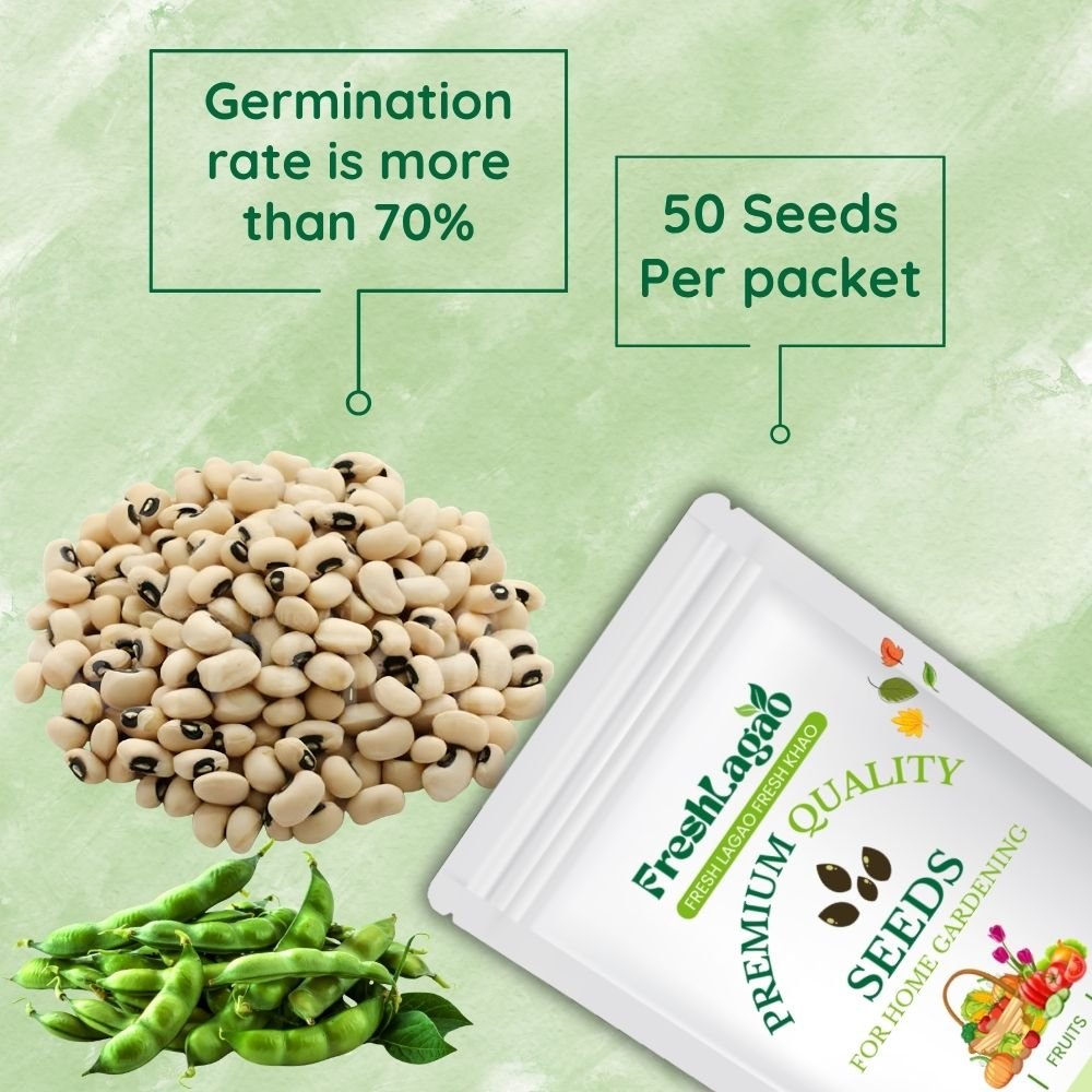 Cowpea Beans (Barbati/ लोबिया/बरबटी के बीज) - Image 2