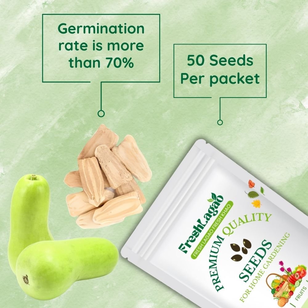 Bottle Gourd Seeds (Short And Thick, Gutka Type) - Image 2