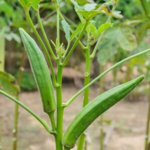 Desi Okra Seeds (Lady Finger)(Desi bhindi/देशी भिन्डी के बीज)