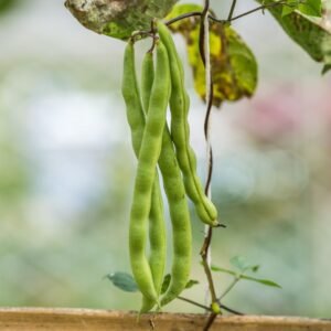 Cowpea Beans (Barbati/ लोबिया/बरबटी के बीज)