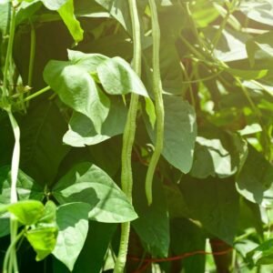 Beans Seeds (Yard Long) (यार्ड लॉन्ग बीन्स के बीज)