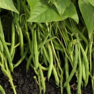 French Beans (Dwarf / Bush Type) (फ्रेंच बीन्स के बीज)
