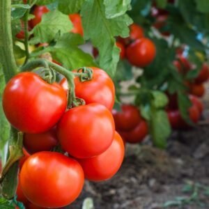 Desi Tomato Seeds (Tamatar) (देशी टमाटर के बीज)