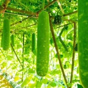 Bottle Gourd Seeds (Short And Thick, Gutka Type)