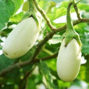 White Brinjal Seeds (White Baingan/Eggplant/सफ़ेद बैंगन के बीज)