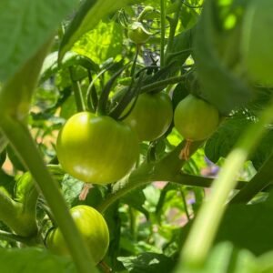 Brinjal Oval Green Round Seeds (Baingan/Eggplant/बैंगन के बीज)