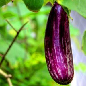 Brinjal Dark Purple Long (Baingan/eggplant/ बैंगन के बीज)