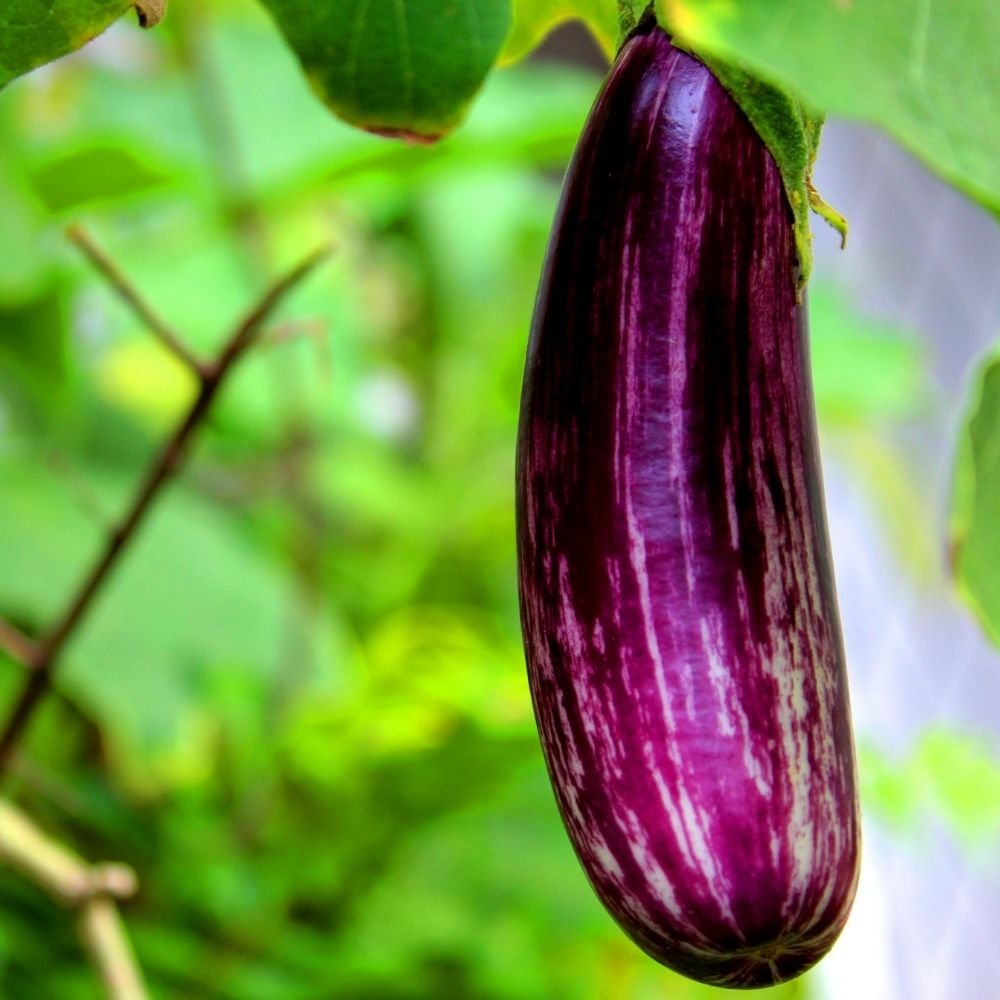 Brinjal Dark Purple Long (Baingan/eggplant/ बैंगन के बीज) - Image 3