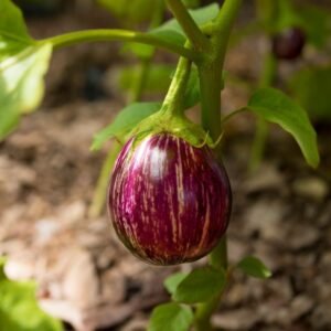Brinjal Round Seed (Bharta baingan) (Brinjal/Eggplant/बैंगन के बीज)