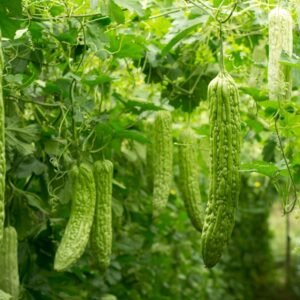 Bitter Gourd Seed (Jhalari) (karela/करेला के बीज)