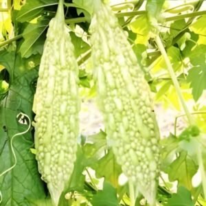 Bitter Gourd White Long (White Karela/सफ़ेद करेला के बीज)