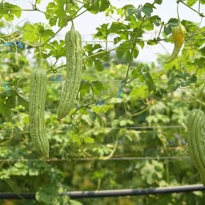 Bitter Gourd Seeds (Karela) Long (करेला के बीज)