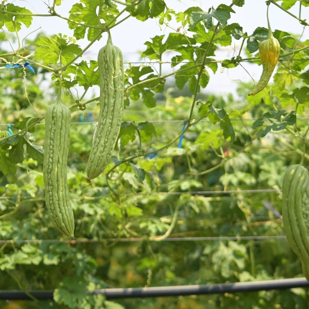 Bitter Gourd Seeds (Karela) Long (करेला के बीज) - Image 3