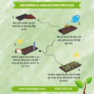 Beetroot Seeds (chukandar/चुकंदर के बीज)
