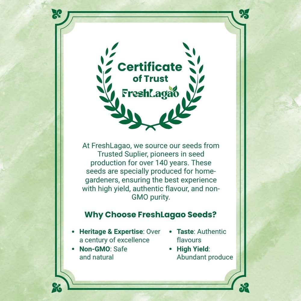 White Brinjal Seeds (White Baingan/Eggplant/सफ़ेद बैंगन के बीज) - Image 6