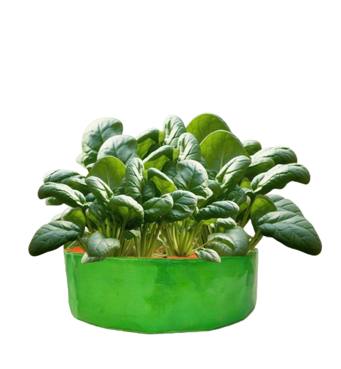 TheUrbanFarmer HDPE 24x6 Compact Grow Bags | Ideal for Herbs and Leafy Vegetables