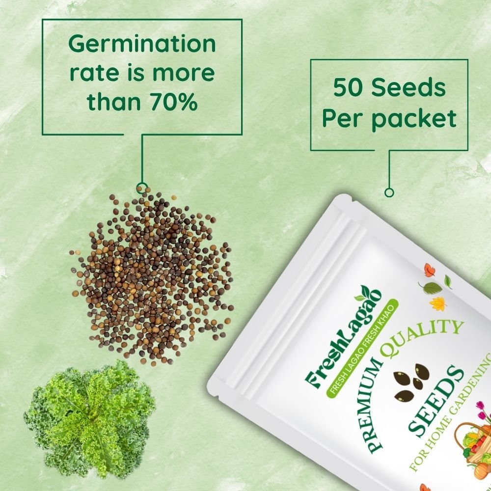 Curly Kale Seeds (केल के बीज) - Image 2