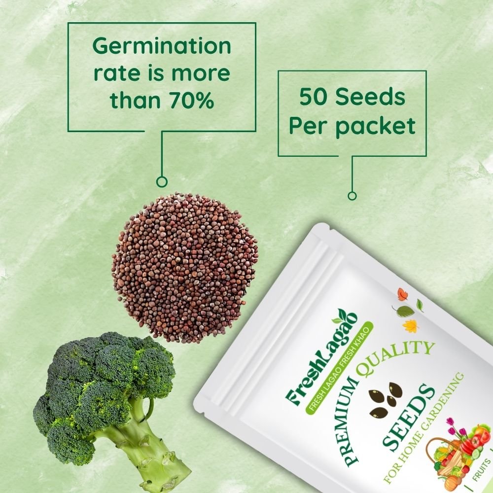 Broccoli Seeds (Hari Gobhi/हरी गोभी/ब्रोकली के बीज) - Image 2