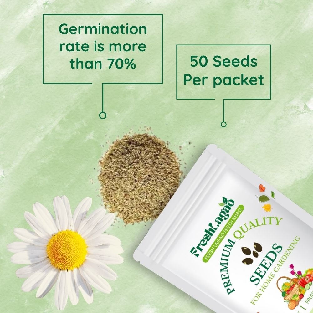 Chamomile Seeds (कैमोमाइल के बीज) - Image 2