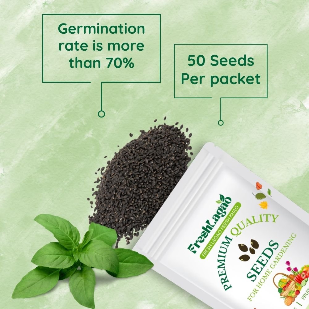 Italian Large Leaf Basil Seeds (तुलसी के बीज) - Image 2